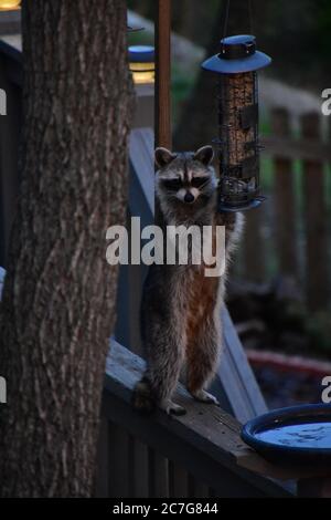 Vertikale Aufnahme eines Waschbons, der eine Lampe in der Nähe von A hält Baum Stockfoto
