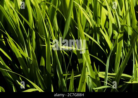 Flag Iris Blätter von frühmorgens Sonnenlicht hinterleuchtet. Stockfoto