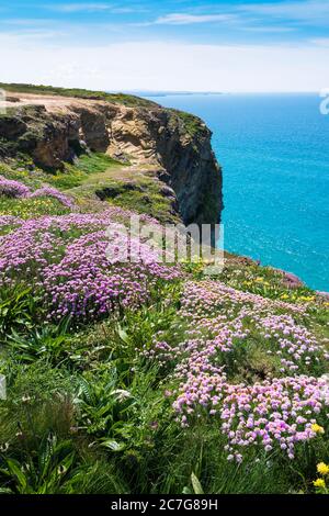 Seethrift Seepinken Armeria maritima wächst auf dem Küstenpfad bei Bedruthan Stufen in Carnewas in Cornwall. Stockfoto