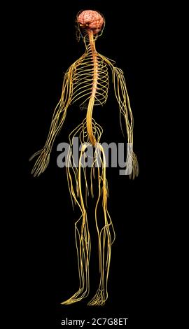 3D-gerenderte medizinisch genauen Abbildung des Nervensystems Stockfoto