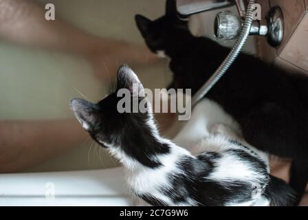 High-Angle-Aufnahme von zwei niedlichen Katzen spielen um die Badewanne Stockfoto