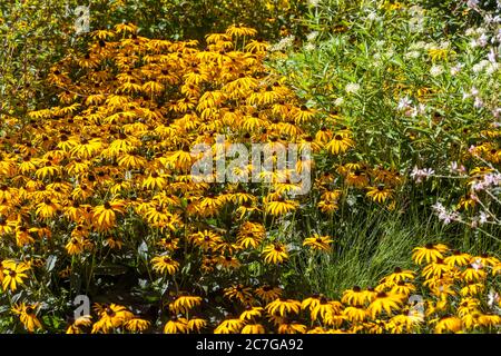 Rudbeckia fulgida gelb rudbeckias mehrjährige krautige Grenze Pflanze Stockfoto