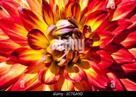 Schöne Dahlia Blume 'Electric Flash' rot-orange Mischung lebendige Nahaufnahme Blume Stockfoto