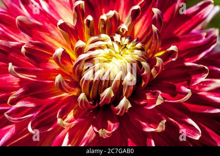 Dahlia Blume 'Akita' Detail rot lila Dunkle Mischung Nahaufnahme Blume, Dahlia Akita