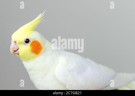 Schöner weißer Lutino-Nymphensittich mit weißem Hintergrund Stockfoto