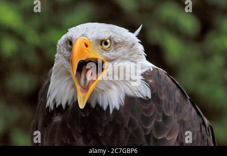 Alaska-Weißkopf-Seeadler (Haliaeetus Leucocephalus) Stockfoto