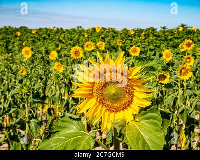 Blühendes Sonnenblumenfeld am blauen Himmel. Stockfoto