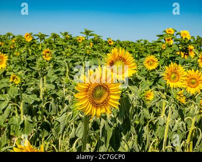 Blühendes Sonnenblumenfeld am blauen Himmel. Stockfoto