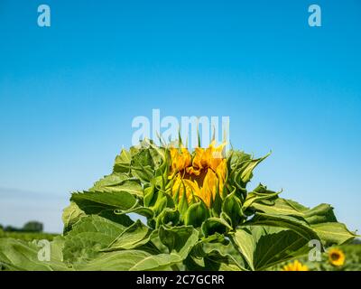 Blühendes Sonnenblumenfeld am blauen Himmel. Stockfoto