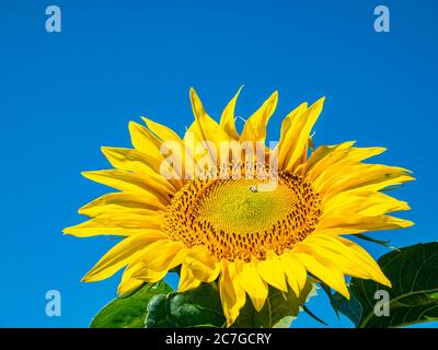 Blühendes Sonnenblumenfeld am blauen Himmel. Stockfoto