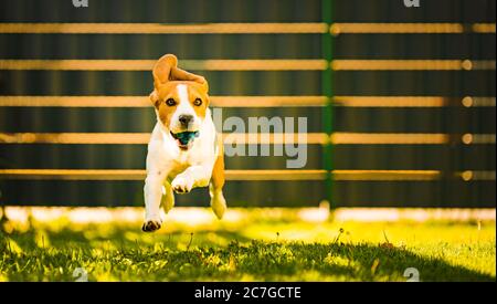 Niedlicher Beagle Hund läuft glücklich über den Hof mit einem blauen Ball in Richtung Kamera. Stockfoto