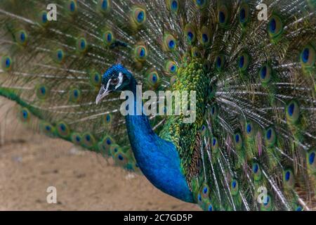 Ein schöner männlicher Pfau flaum einen bunten bunten Schwanz. Stockfoto