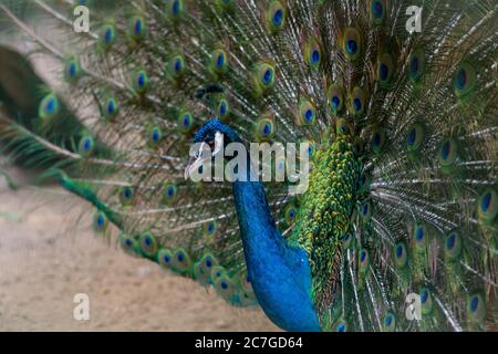 Ein schöner männlicher Pfau flaum einen bunten bunten Schwanz. Stockfoto