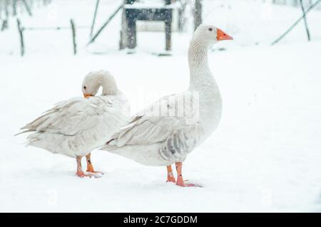 Nahaufnahme von zwei niedlichen Gänsen, die auf dem Schnee stehen Boden außen Stockfoto