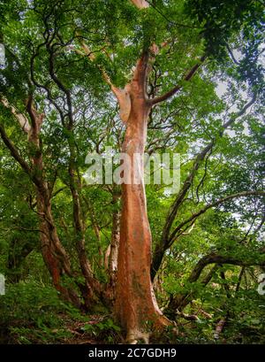 Diese Baumart gehört zur Familie der Theaceae und ist auch als japanischer (oder koreanischer) Tall stewartia bekannt, da sie in tropischen Bergen beheimatet ist Stockfoto