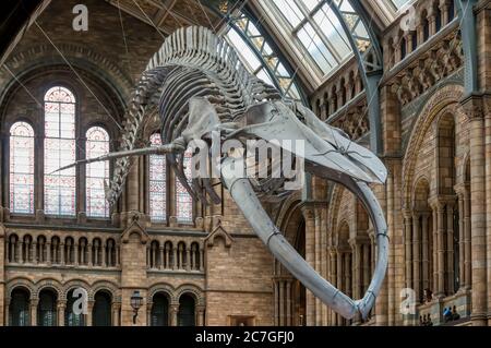 Blaues Walskelett, Balaenoptera musculus, hängt von der Decke des Natural History Museum, London. Stockfoto