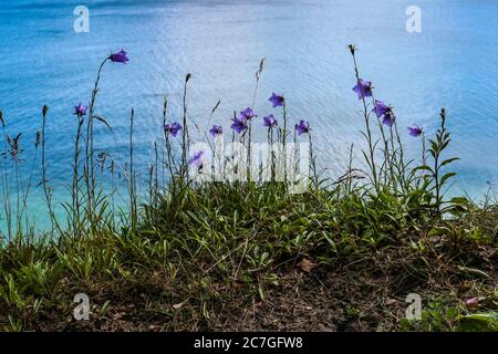 Purple Campanula persicifolia / Pfirsichblättrige Glockenblume, eine Pflanze aus der Familie der Campanulaceae, wächst auf Klippen im Nationalpark Jasmund, Deutschland. Stockfoto