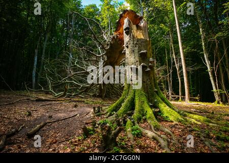 Gesprungener Baum mit moosigen Wurzeln und Pilzen im Nationalpark Jasmund, Rügen, Deutschland, Teil des UNESCO-Weltkulturerbes "Alte und uralte Buchenwälder". Stockfoto