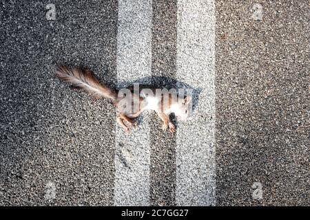 Tote Eichhörnchen auf dem Asphalt einer Bergstraße nach dem Überfahren. Stockfoto