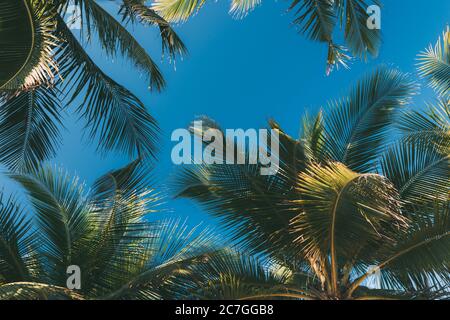 Tropischer Hintergrund, Kokospalmenblätter auf blauem klaren Himmel, Sommerhintergrund, Reise, Natur. Rahmen, Ort, um Text oder Slogan einzufügen.N Stockfoto