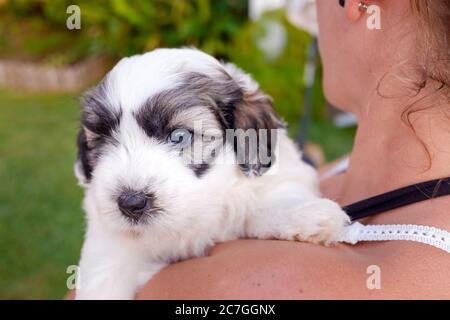 Welpe bichon Frize mit braunen und weißen Flecken spielen mit seinem Besitzer. Stockfoto