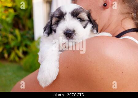 Welpe bichon Frize mit braunen und weißen Flecken spielen mit seinem Besitzer. Stockfoto