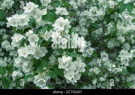Weiße Jasminblüten. Blühender Jasminbusch im Sommergarten. Stockfoto