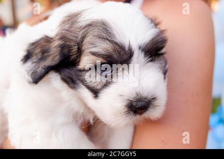 Portrait eines bichon Frisewelpen gemischt mit amerikaner.Portrait eines bichon Frisewelpen gemischt mit amerikaner. Stockfoto