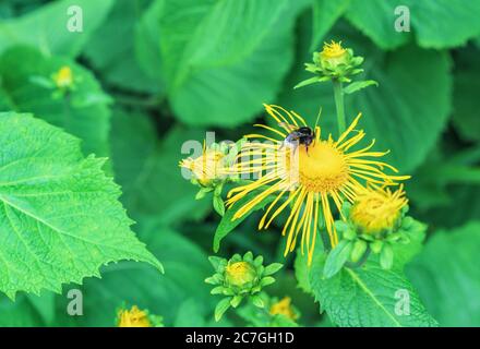 Die Biene sammelt Pollen aus der gelben Blüte der inola-Hirta oder des Elektampanus. Stockfoto