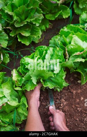 Nahaufnahme eines jungen Kaukasierers, der in einem Bio-Obstgarten einen Butterkopfsalat sammelt Stockfoto