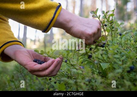 Weibliche Hände pflücken wilde Heidelbeeren. Nahaufnahme Stockfoto