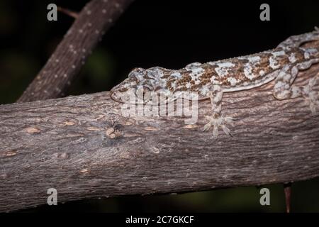 Hausgecko (Hemidactylus mercatorius) auf einem Ast liegend, Nosy Komba, Madagaskar Stockfoto