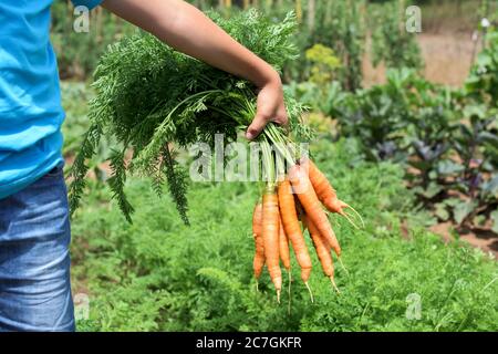 Nahaufnahme von Karotten Bündel mit Ernte Teil Körper.das Kind pflückt und hält saubere Karotte. Stockfoto