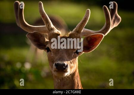 Kopf eines männlichen Hirsches. Cervus elaphus. Der Damhirsch Dama dama der Familie Cervidae. Männlich Stockfoto