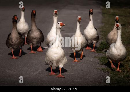 Schwarm zahme und wilde Gänse, die auf der Straße spazieren. Grau-weiße Gänse aus einer niedrigen Sicht auf einem Gänseplatz in Ioannina Epirus Griechenland. Stockfoto