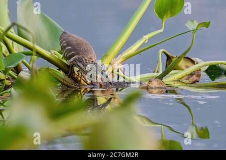 Jungtiere Reiher auf Wasserpflanzen sitzen und Jagd nach Fischen Stockfoto