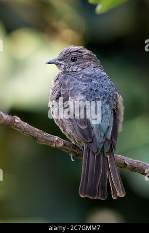 Spangled Cotinga - Cotinga cayana, wunderschön gefärbte Sitzvogeldach des Amazonas-Regenwaldes in Südamerika, Brasilien. Stockfoto