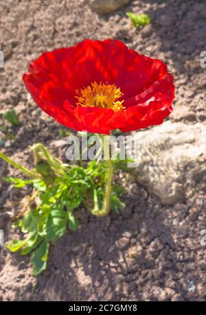 Roter Islandmohn (Papaver nudicaule) mit gelbem Staubfaden. Hereford UK. Mai 2020 Stockfoto