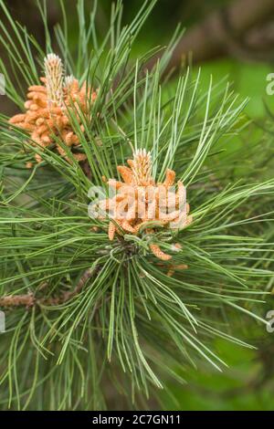 Männliche Zapfen der Lodgepole-Kiefer (Pinus contorta) Hereford UK. Mai 2020 Stockfoto