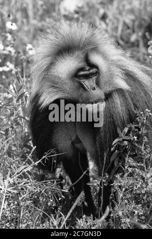 Male Gelada ((Theropithecus gelada) Wild Place Project, Bristol England, Großbritannien. Juli 2019 Stockfoto