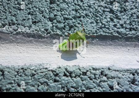Gewöhnlicher Grüner Schildwanzen (Palomena prasina), der Eier auf Blockwände legt. Hereford, Großbritannien, April 2020 Stockfoto