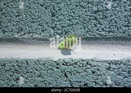 Gewöhnlicher Grüner Schildwanzen (Palomena prasina), der Eier auf Blockwände legt. Hereford, Großbritannien, April 2020 Stockfoto