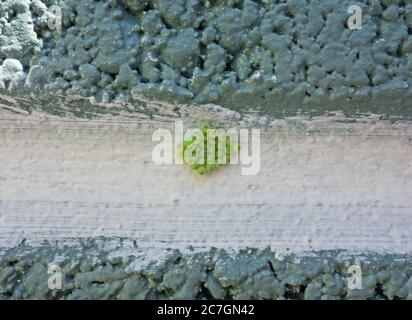 Gewöhnlicher grüner Schildbug (Palomena prasina) Eier nach 2 Wochen auf Blockwand. Hereford UK Mai 2020 Stockfoto