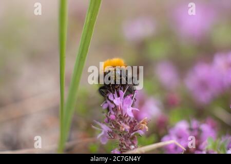 Hummel bestäubt eine Blume am Sommertag. Stockfoto