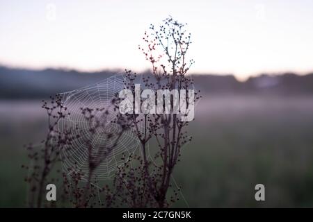 Spinnennetz auf Pflanze. Nahaufnahme Stockfoto