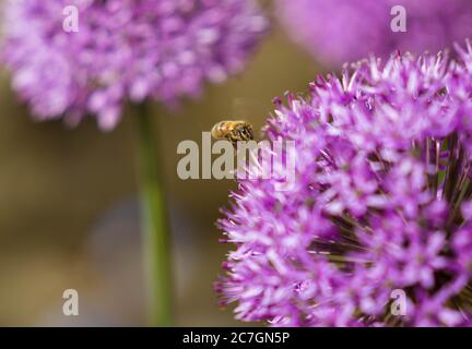 Arbeiterhonigbiene (APIs mellifera) sammelt Pollen aus einem Allium. Hereford UK Mai 2020 Stockfoto