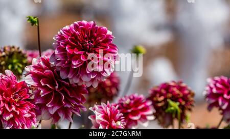 Dahlia „Zachary Roberts“ Blumen mit einem verschwommenen Hintergrund Stockfoto