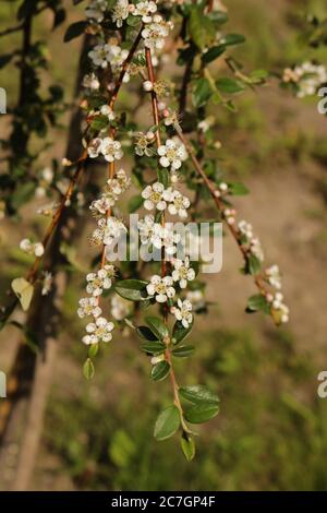 Coral Beauty - Schwedischer Cotoneaster Stockfoto