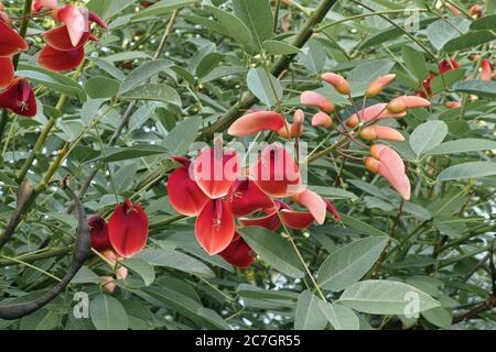 cockspur Korallenbaum, Blumen und Blätter, Erythrina crista galli, Fabaceae Stockfoto