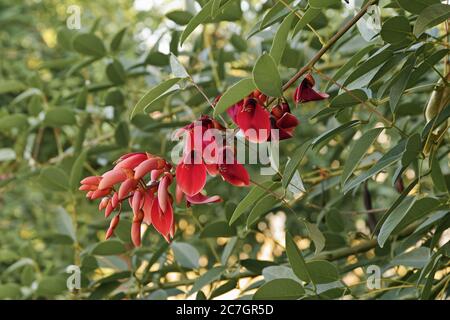 Blüten und Knospen in einem Raceme aus cockspur-Korallenbaum, Erythrina crista galli, Fabaceae Stockfoto